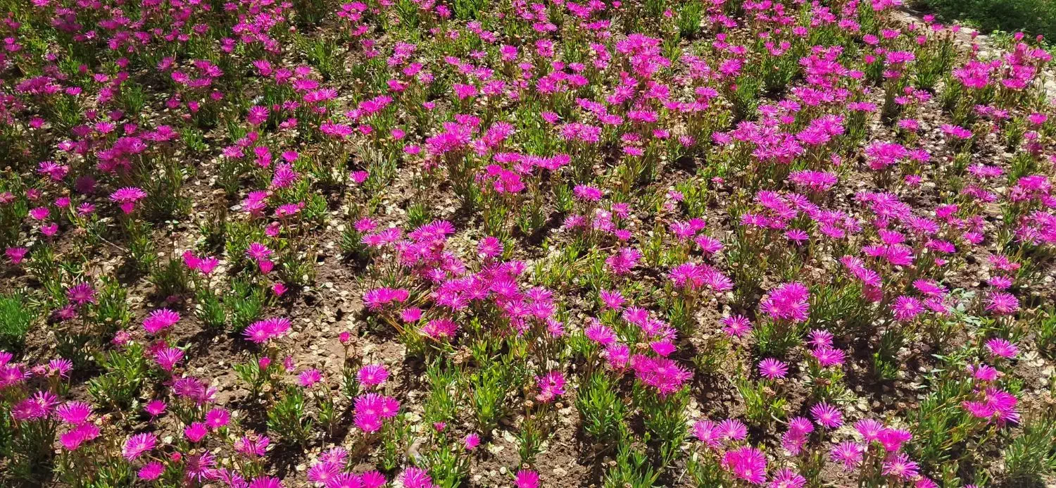 باغ ۳۰۰متری