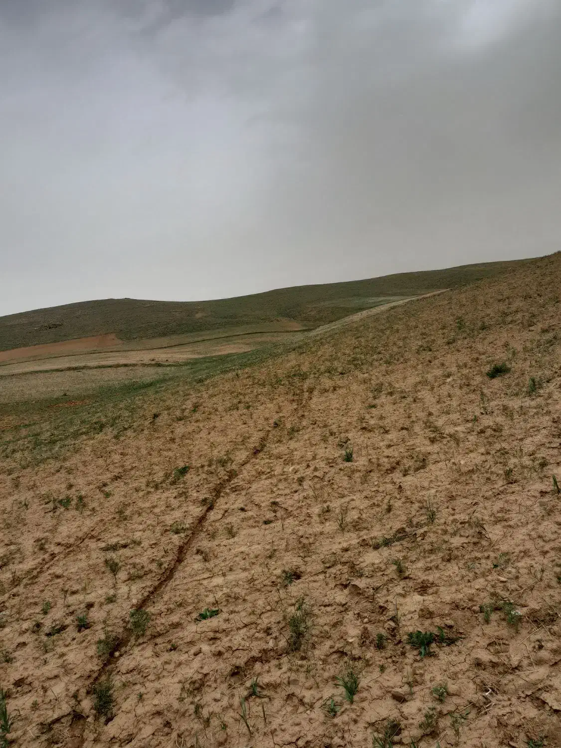 اجاره زمین برا نخود چهارهکتار دیم