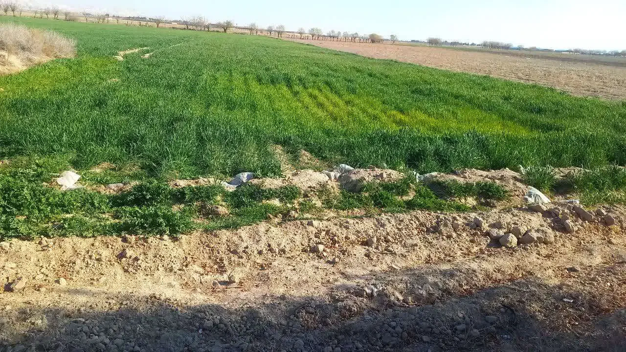 زمین کشاورزی 1.5 هکتار با سند تک برگ