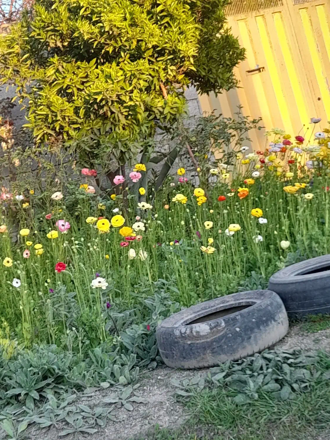 اجاره ویلای ۱۳۰ متری دربست
