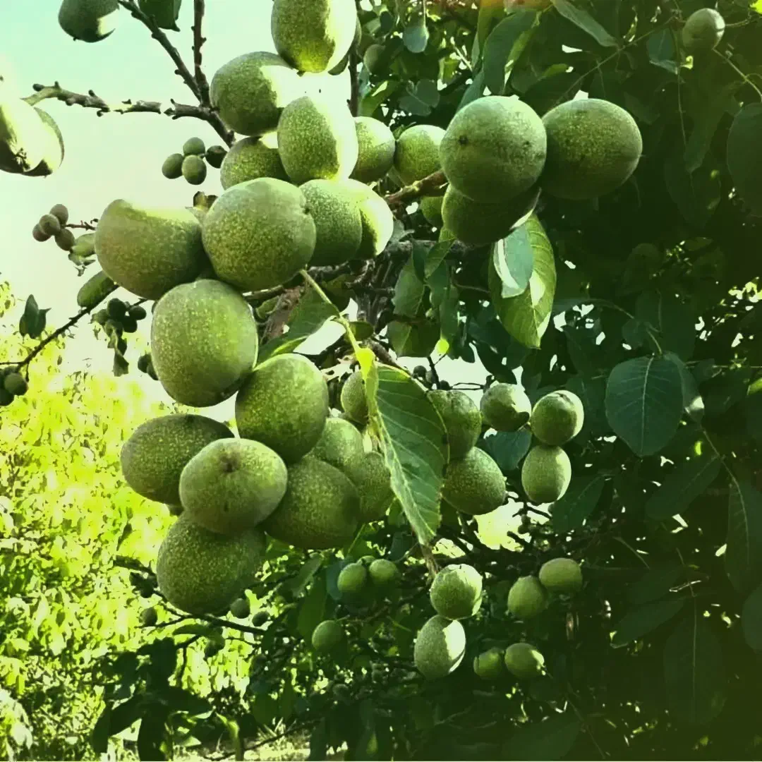 فروش  باغ همدان حوالی الوند