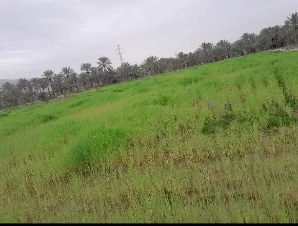 فروش زمین کشاورزی