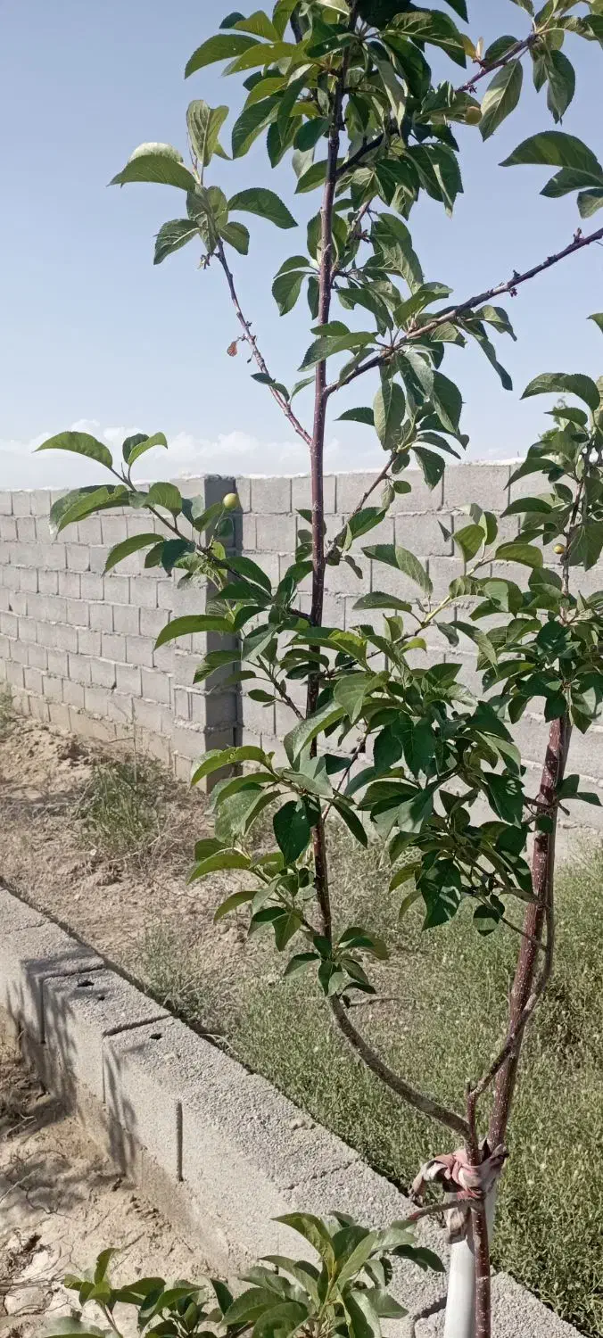 باغ دوردیوارشاهنامه57