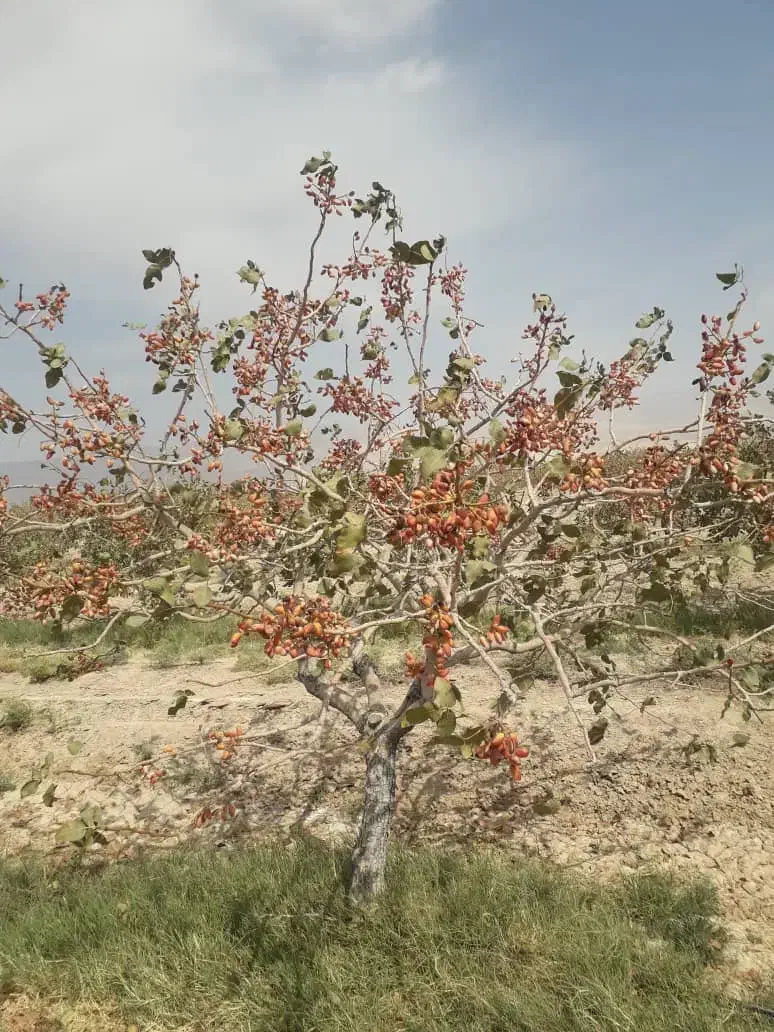 اجاره باغ پسته مثمر ۳۲ هکتار