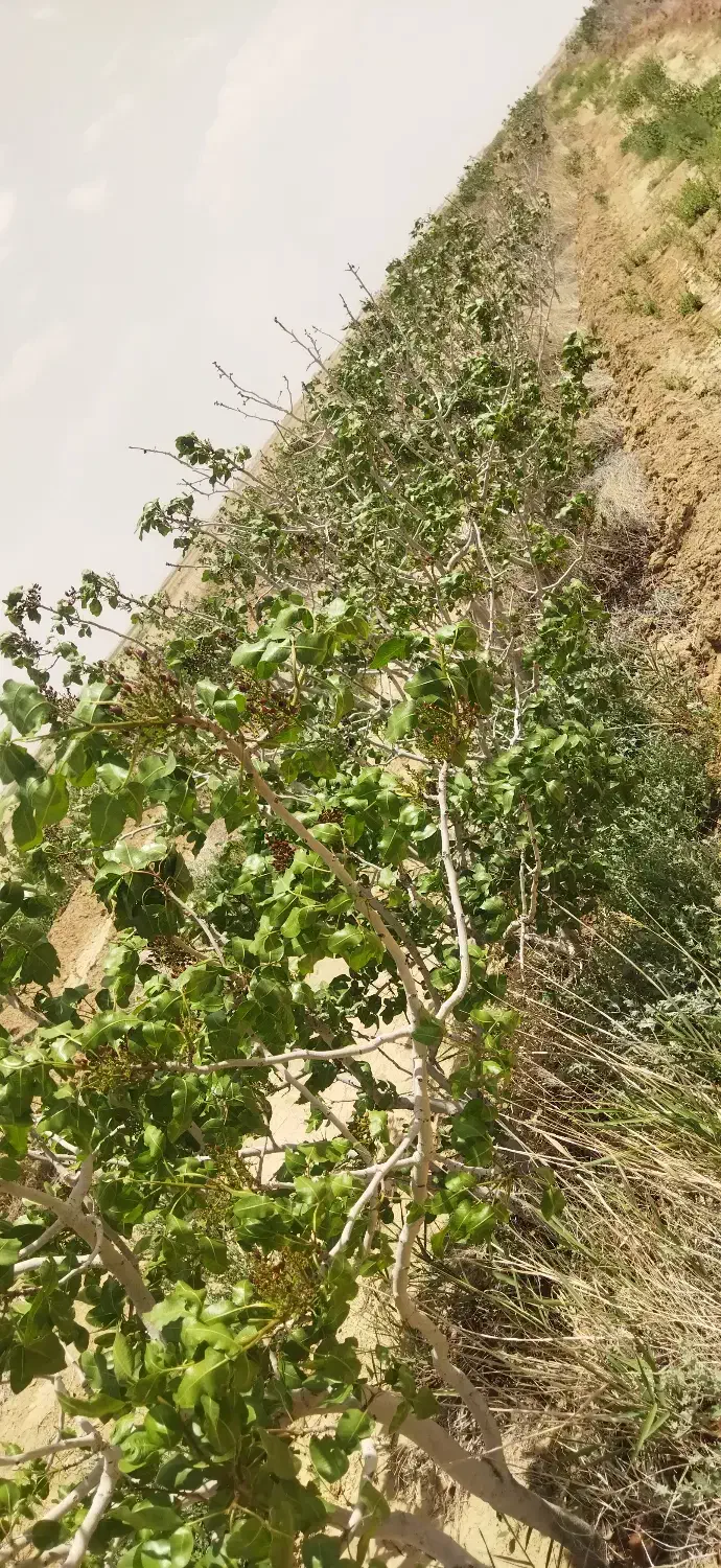 زمین ۲۵جریب کشاورزی پسته