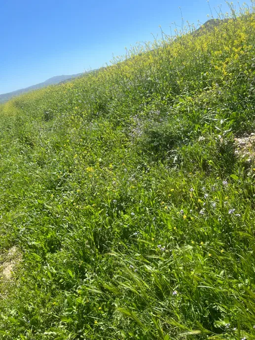 زمین هزار متری خان زنیان