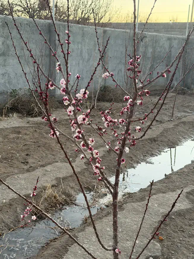 یک قطعه زمین نزدیک به شهر