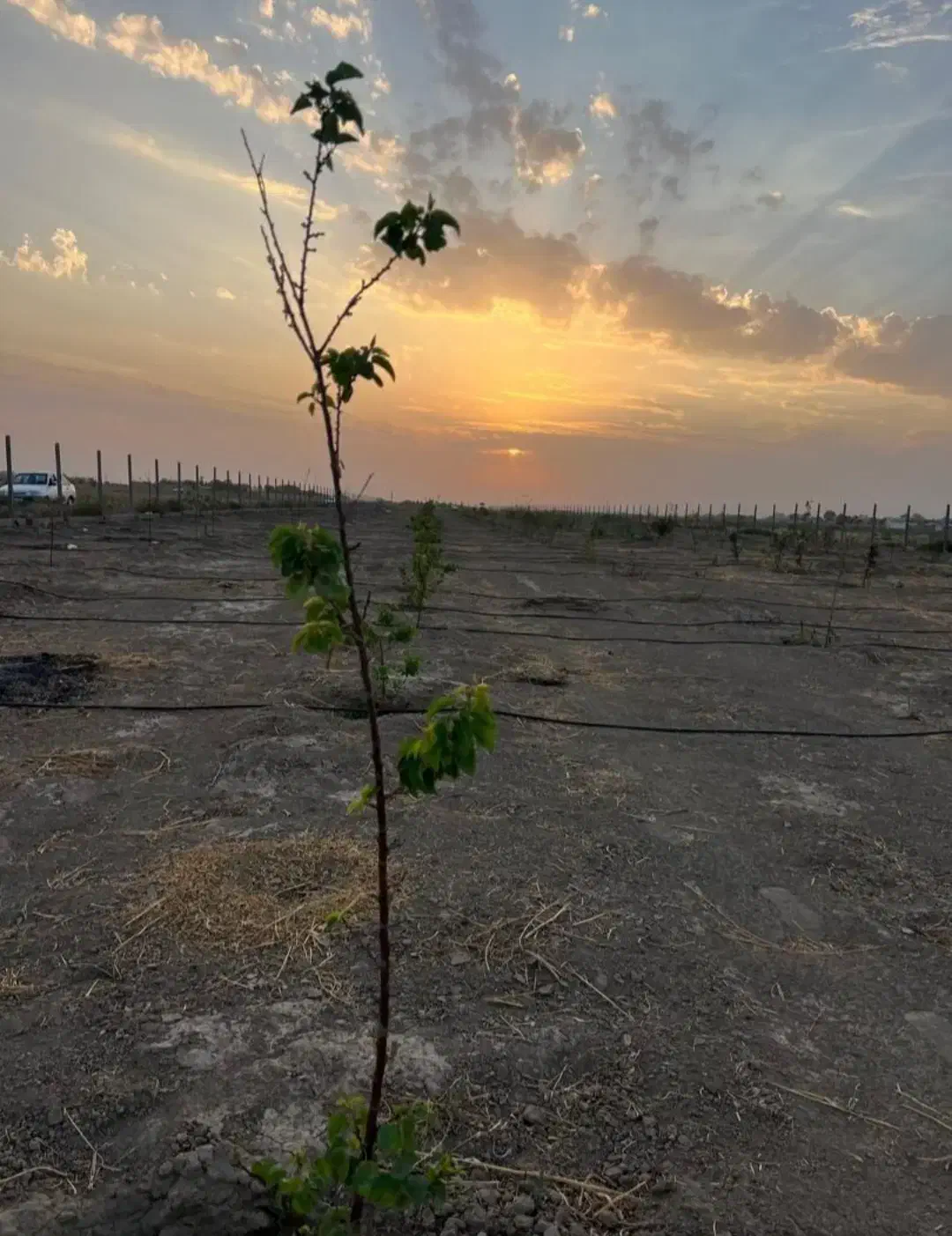 زمین کشاورزی
