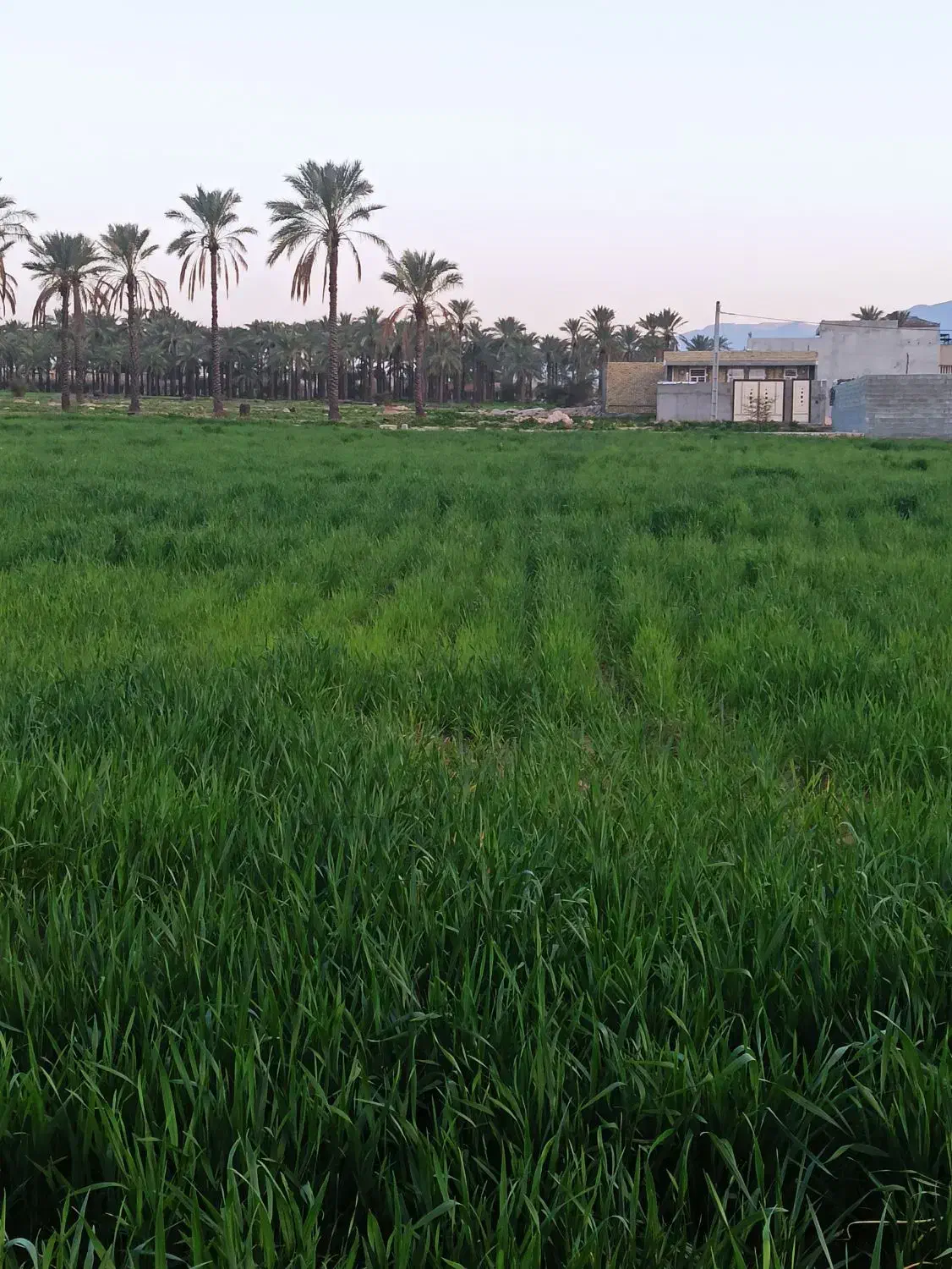 فروش زمین کشاورزی