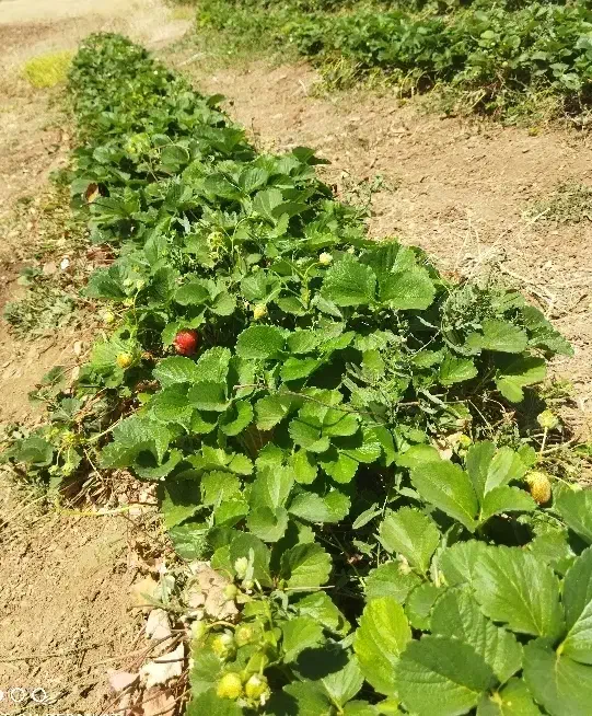 اجاره زمین کشاورزی