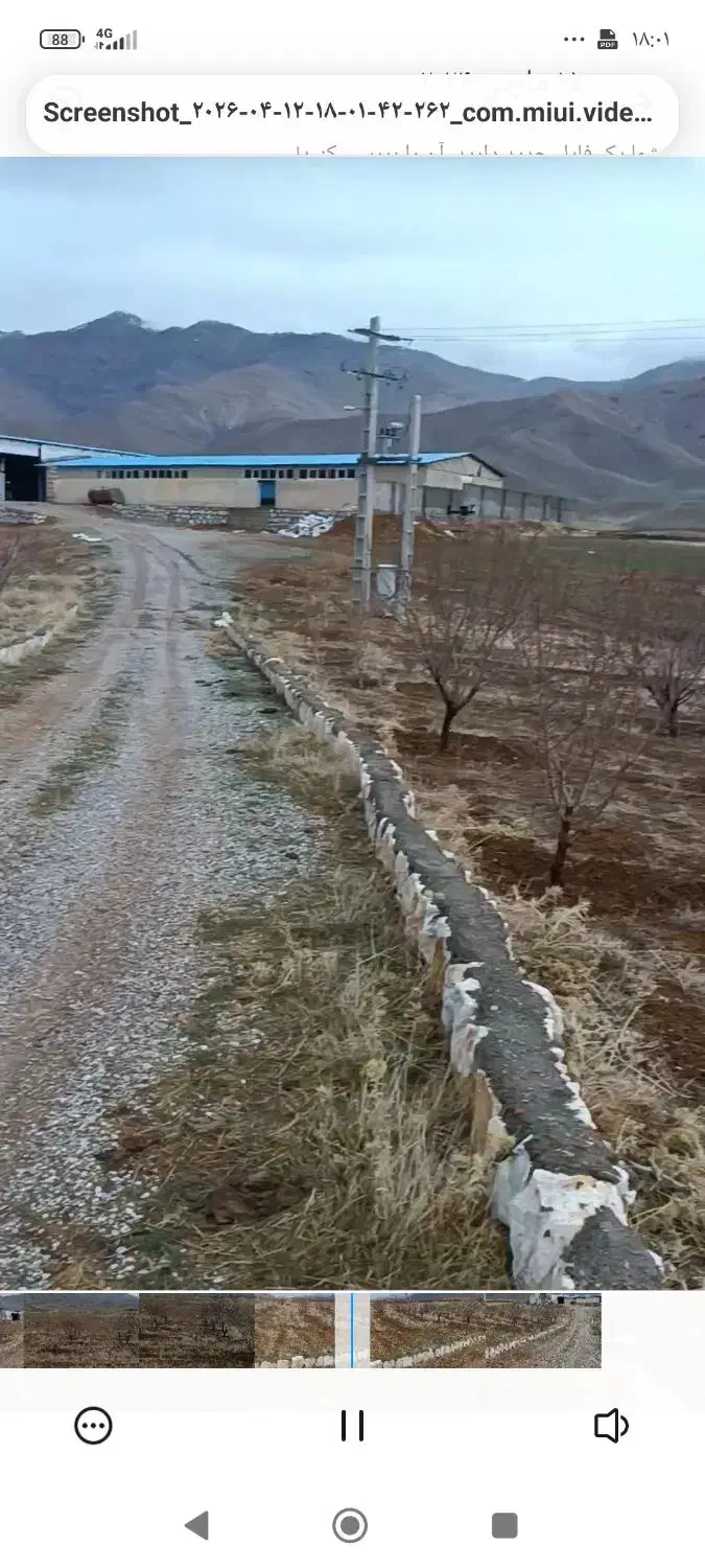 گاوداری و‌دامداری 400راسی گوساله پروار