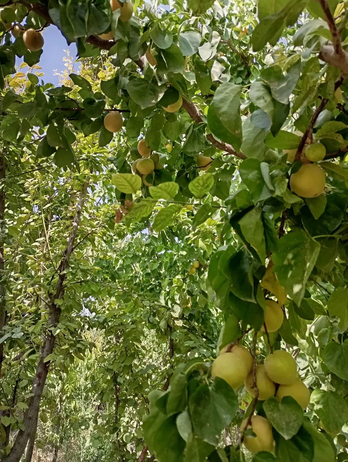 باغ مهرچین بهر لوله گاز