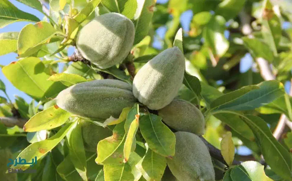 زمین فنی حرفه ای