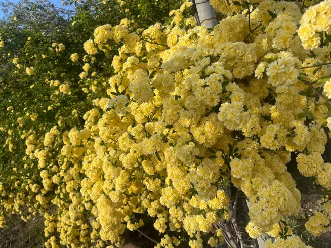 فروش خانه باغ ویلایی در فرهنگ شهر