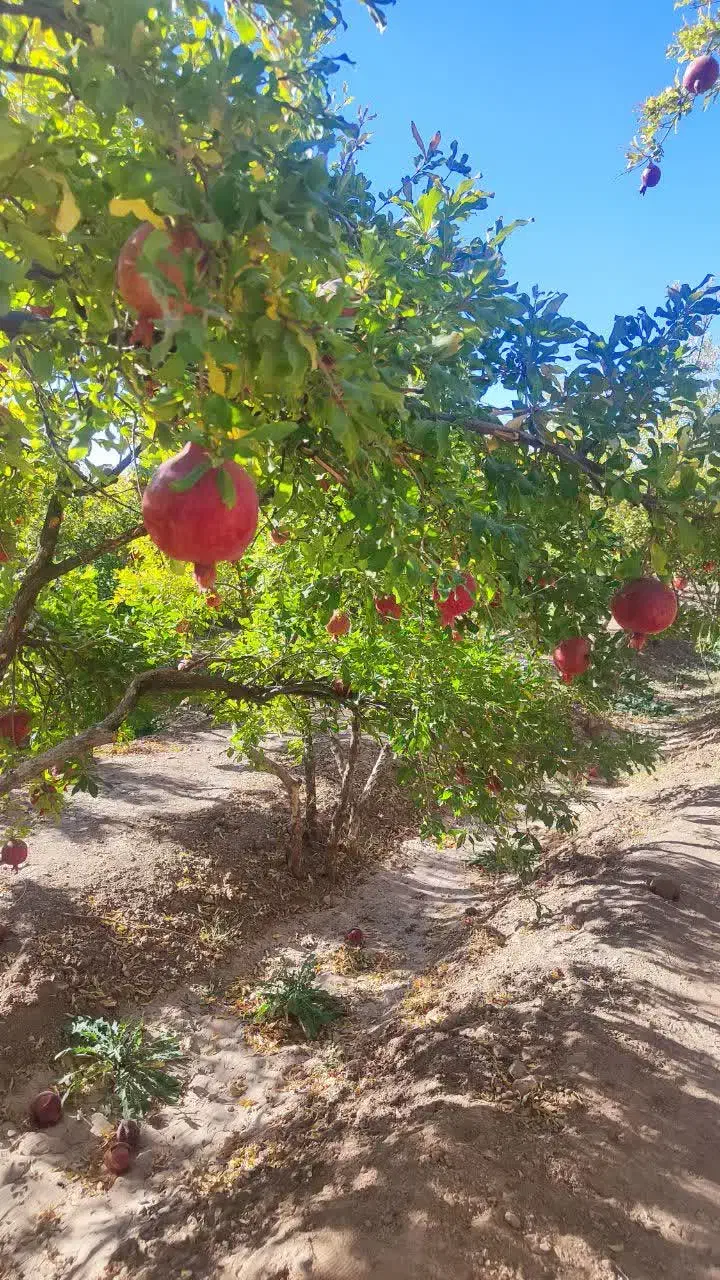 فروش باغ