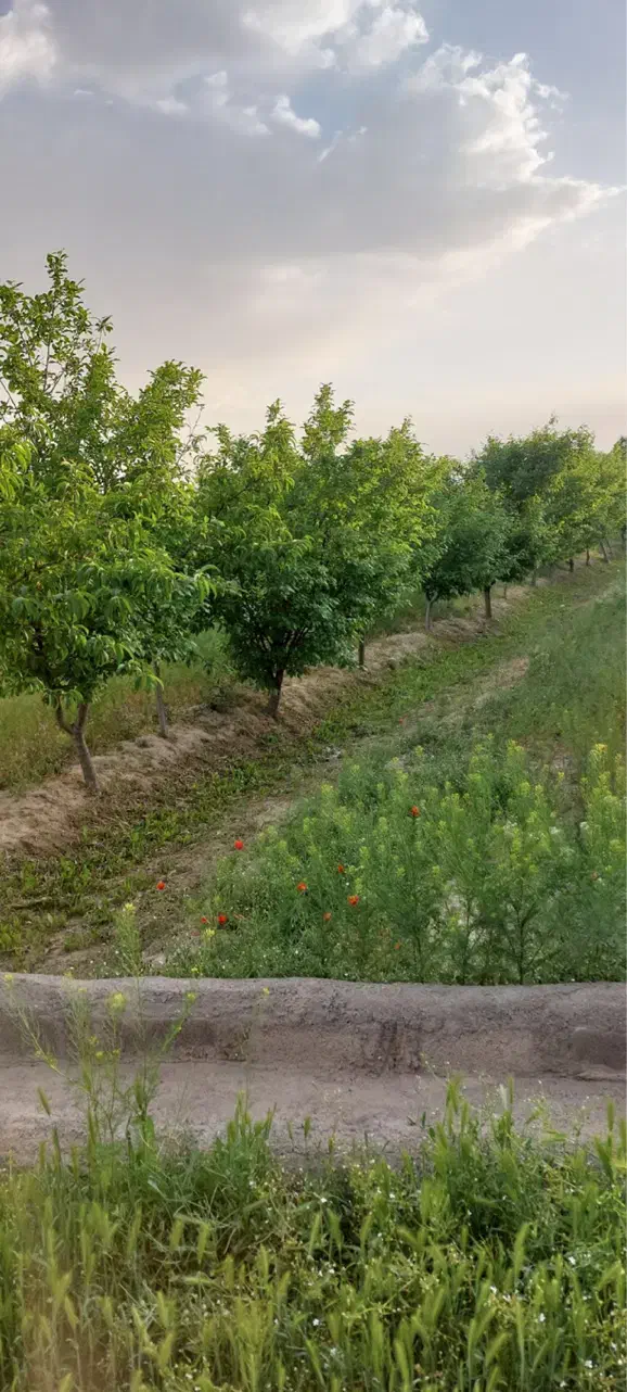 شهرک جدید بینالود باغ دارای۲۳۰عدد درخت میوه