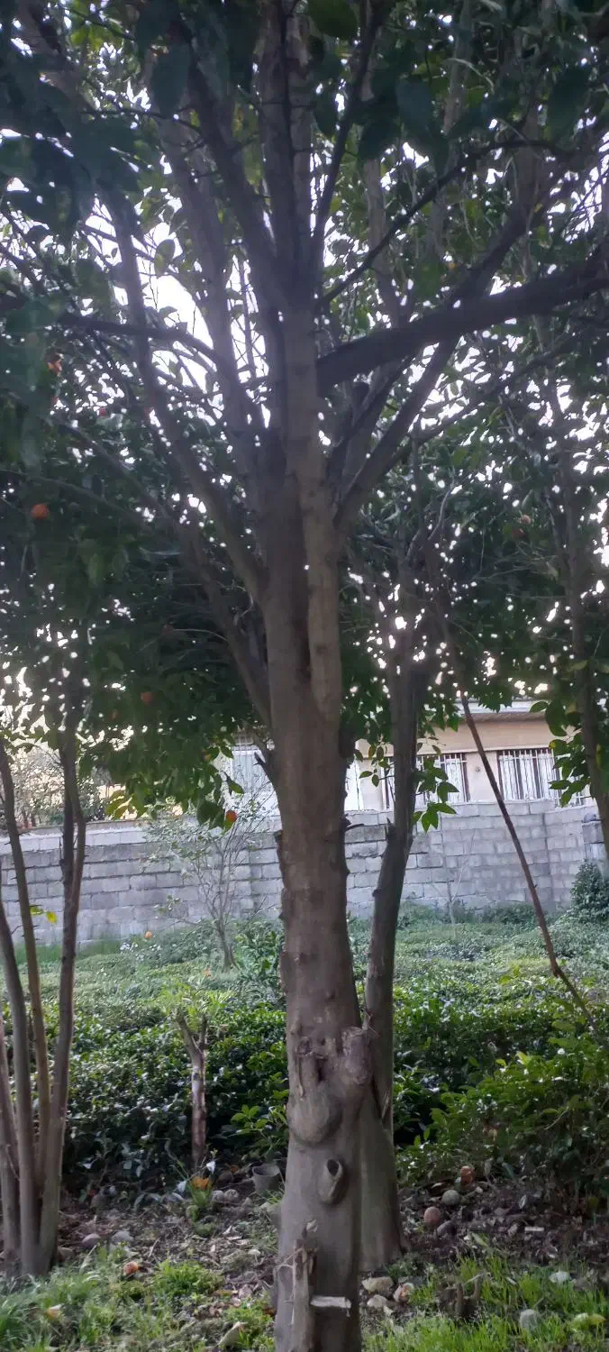 معاوضه