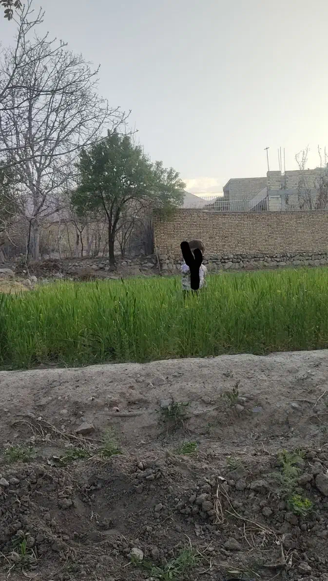 زمین باغی در ماسال