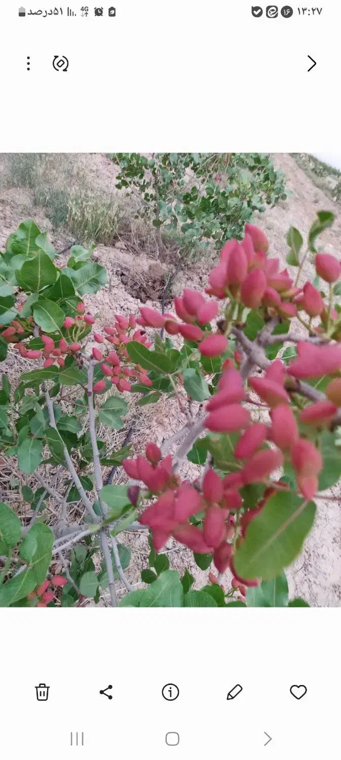 فروش باغ پسته