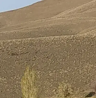 زمین مسکونی سعیدآباد
