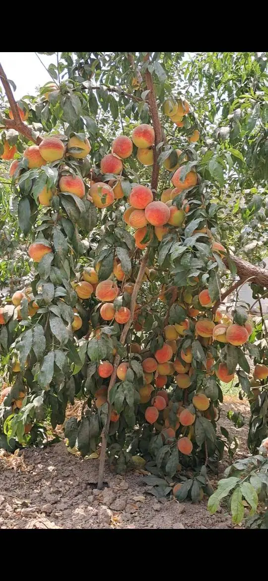 باغ ویلا با سند شش دانگ ، حریم شهر پیشوا