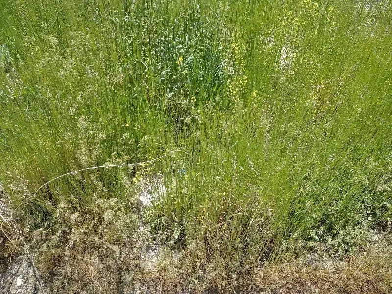 زمین مسکونی