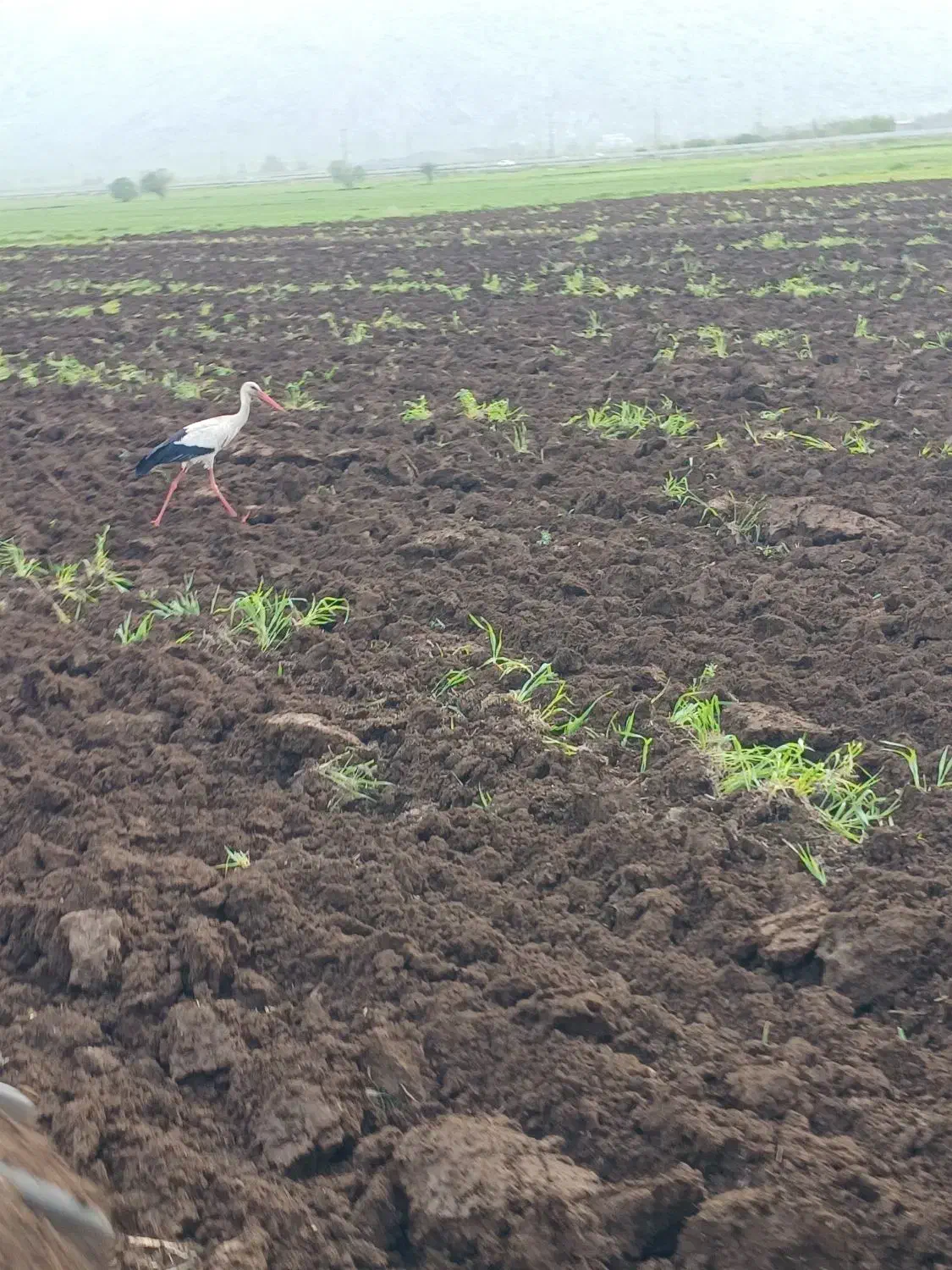 اجاره زمین کشاورزی آبی سنتی برای گوجه