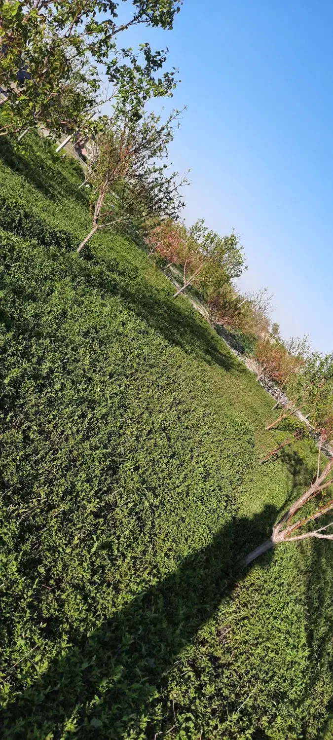 باغچه ۵ساله در کاکلر