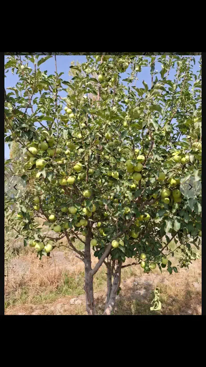 باغ