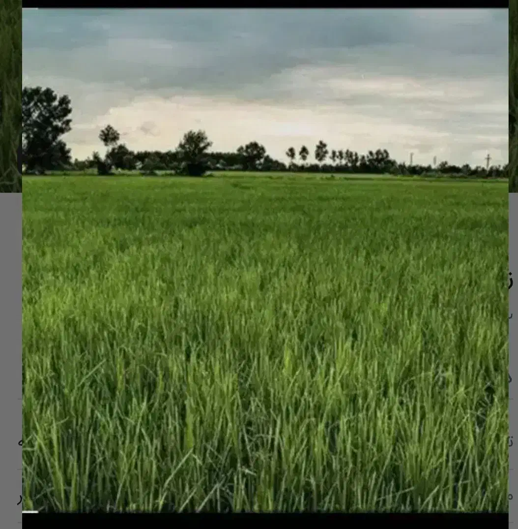 زمین شالی