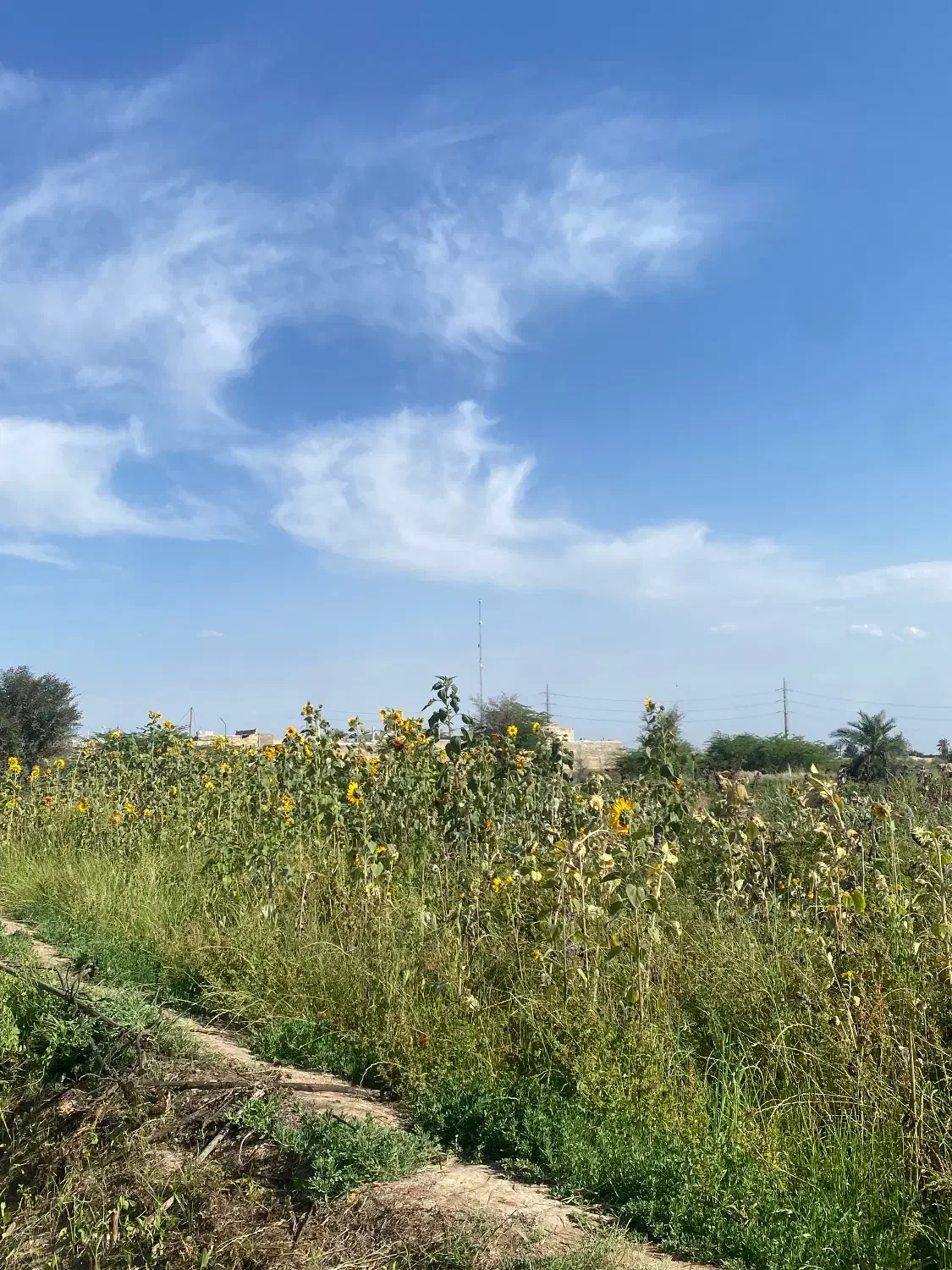 زمین کشاورزی