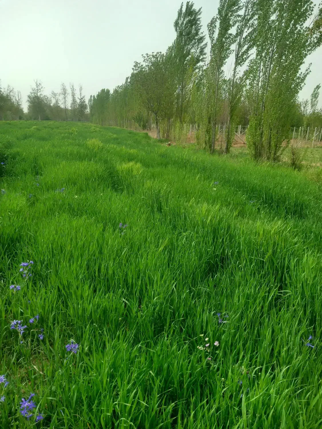 فروش زمین کشاورزی در بهترین شرایط