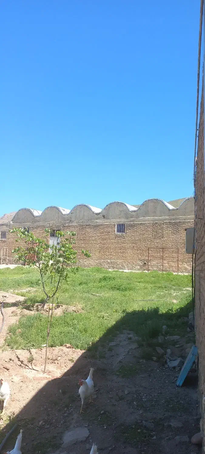 گاوداری ۱۰۰راسی