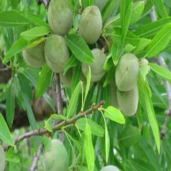 فروش ۳ هکتار باغ بادام مناسب سرمایه گذاری