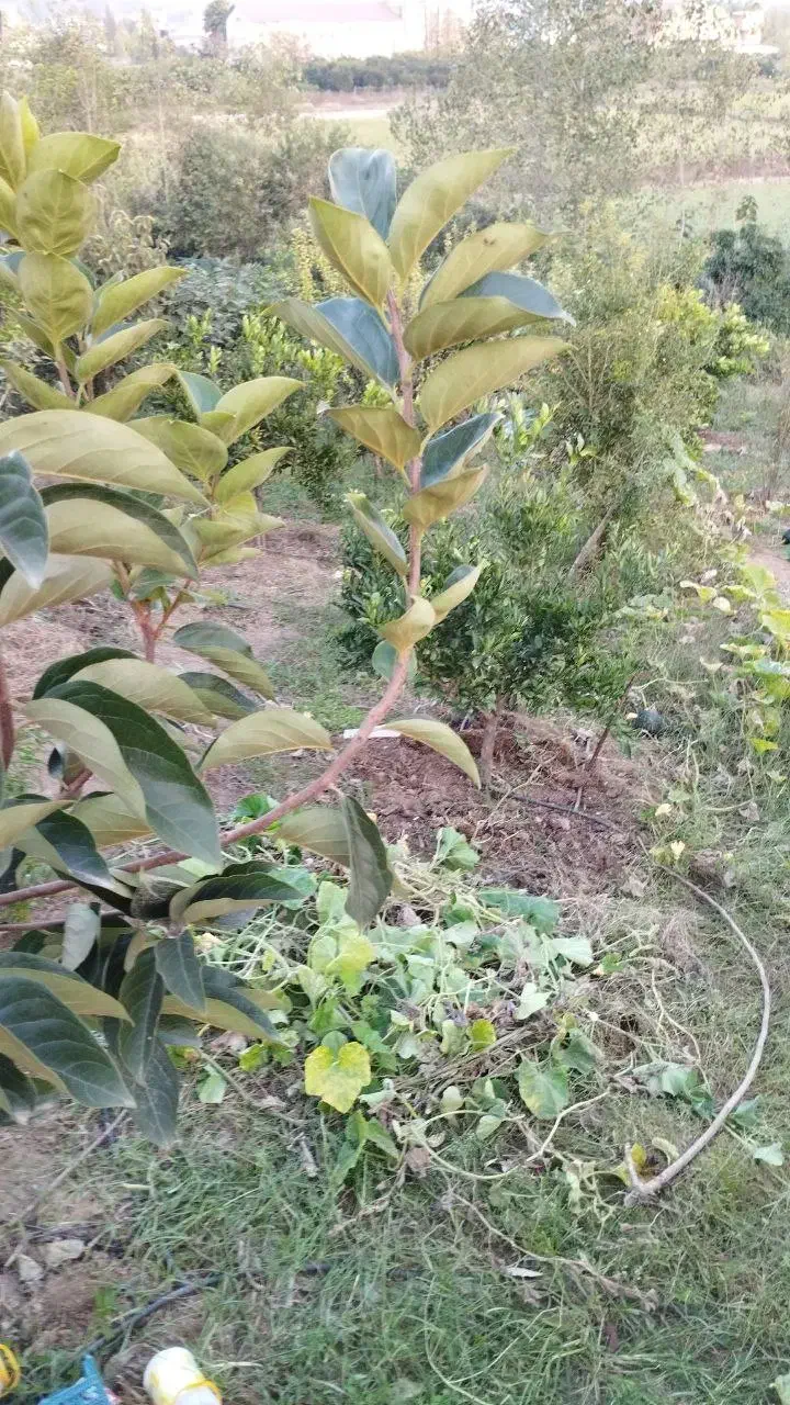 باغ مرکبات