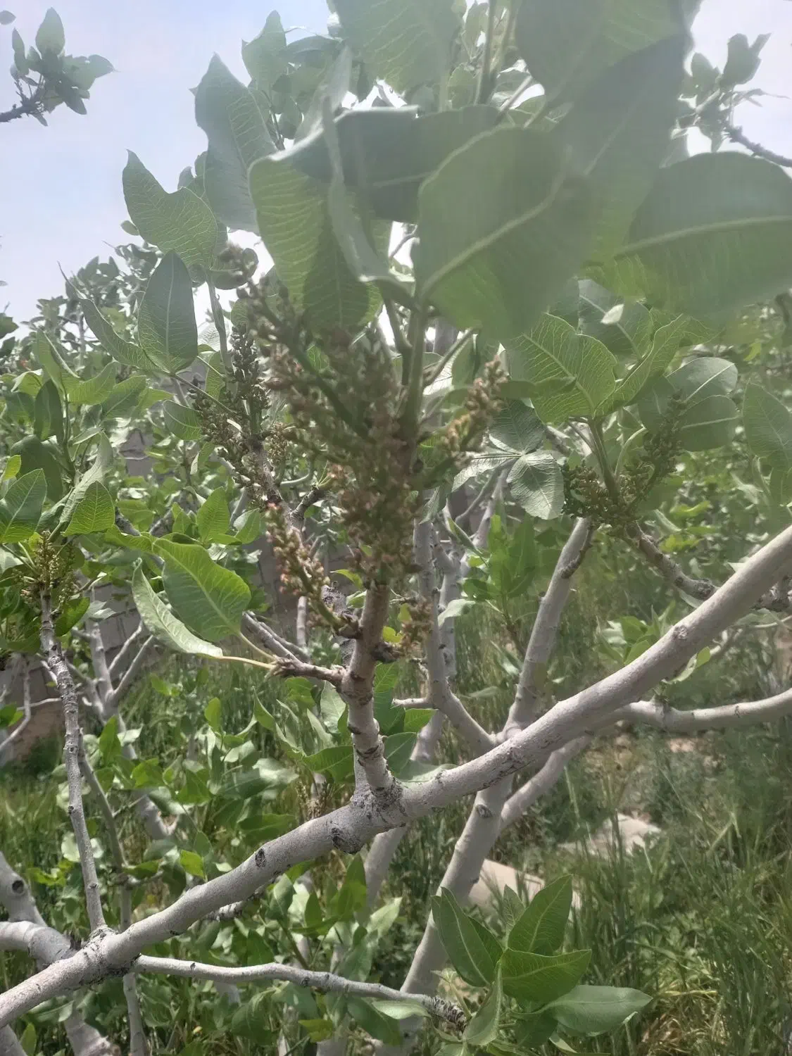 با سلام باغ پسته بارده