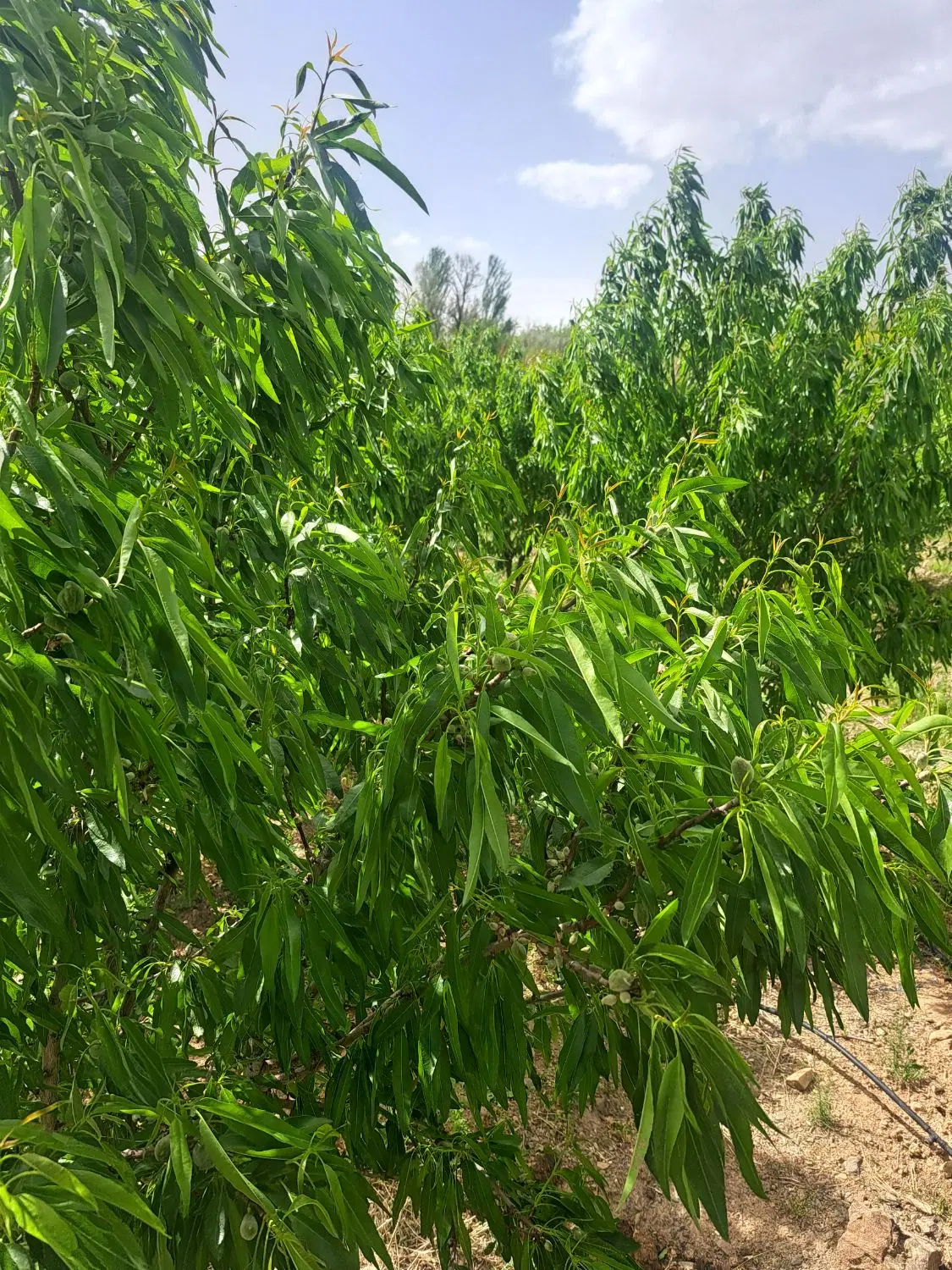 فروش باغ با اب ودرخت زیربارحاشیه پل زمانخان