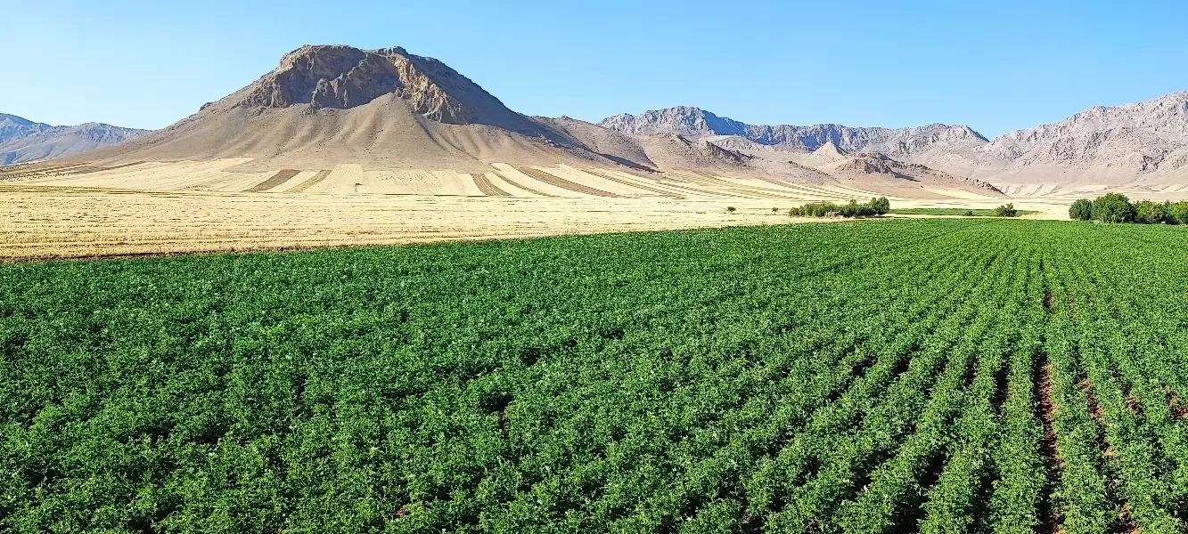 اجاره زمین کشاورزی بکر