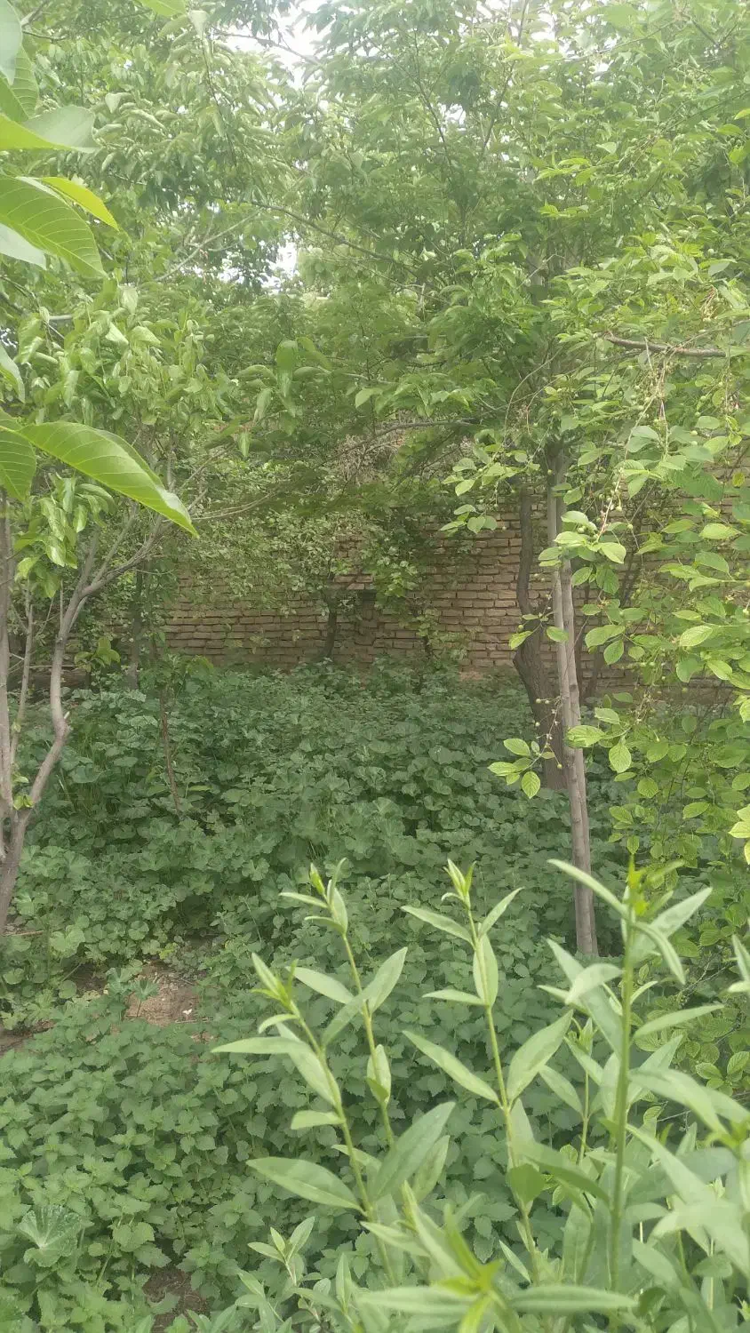 باغچه شهریار