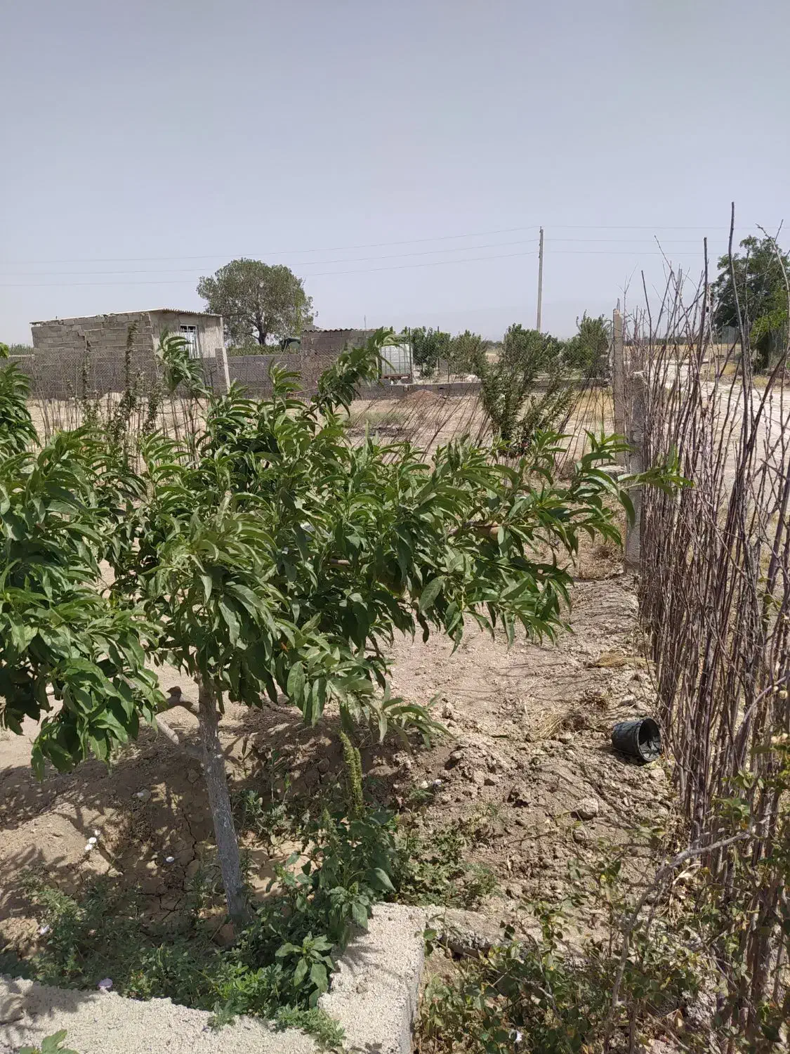 باغچه سهیلیه زعفرانیه دولت آباد