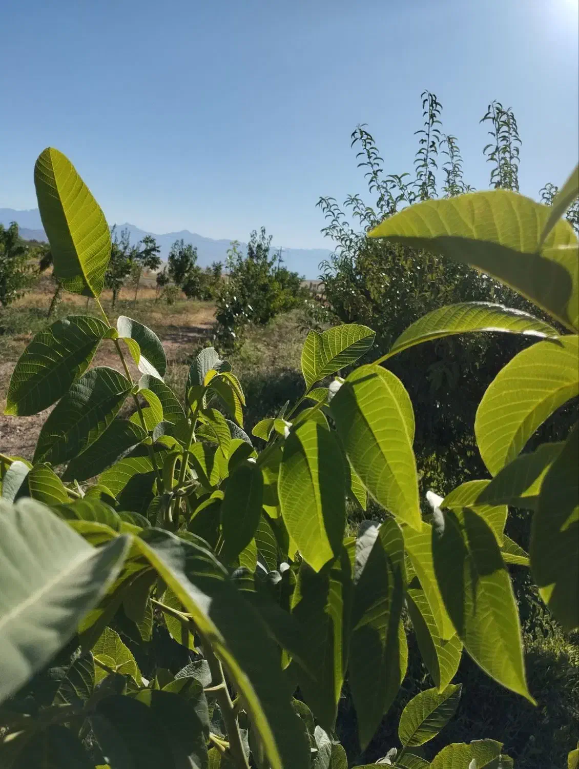 باغ به متراژ ۲۵۰۰ در روستای خمه ، استخر دار