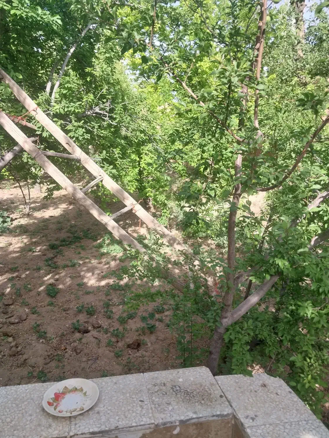 اجاره باغ