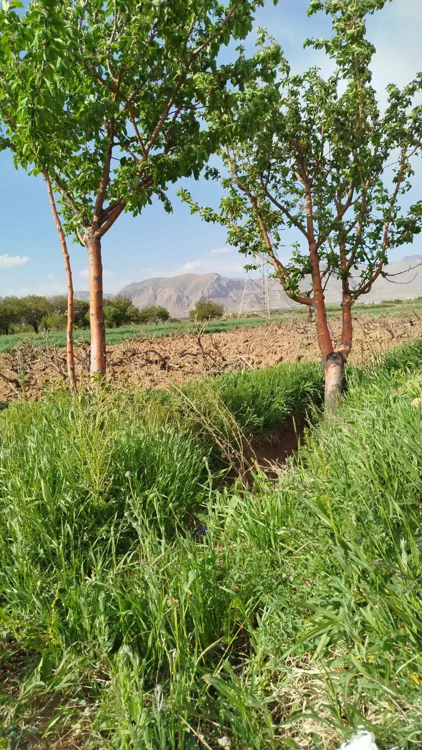 مسکن ملی