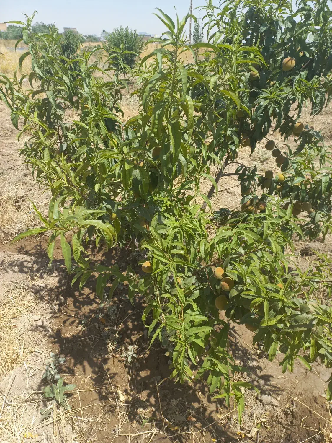 باغ قدیمی سیمین