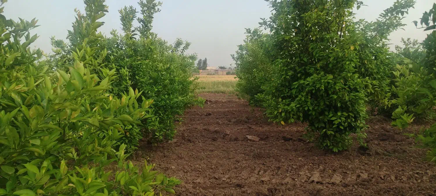 باغچه ۷۰۰متری جریه سید راضی