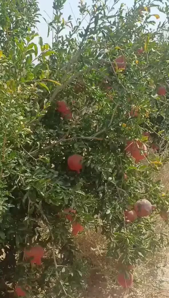 زمین کشاورزی سند شش دانگ