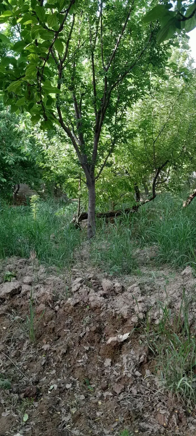 ۵۰۰ متر باغ ۴ دیواری شهریار
