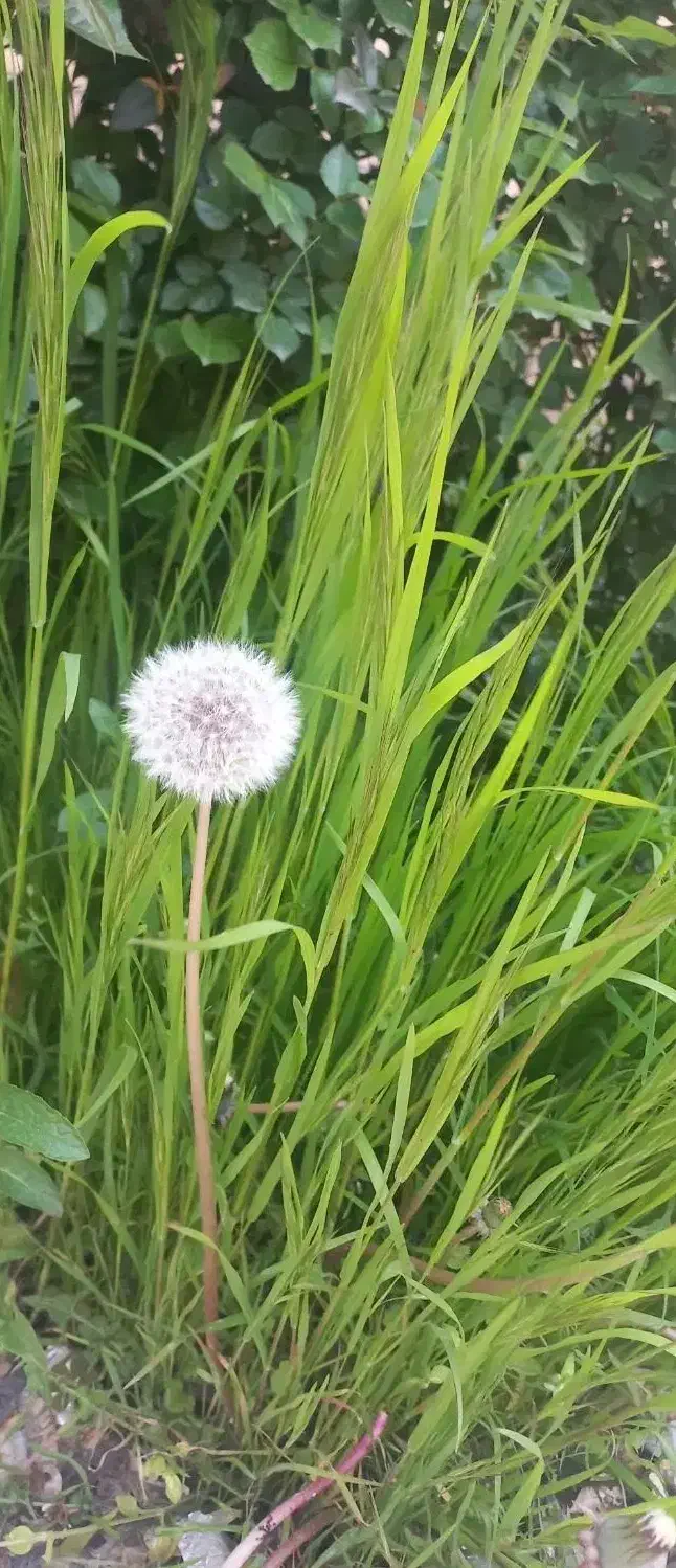 اجاره زمین کشاورزی بارانی