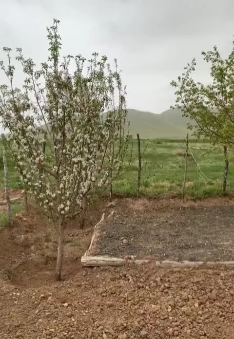 باغ ۶۰۰متری در نزدیکی سقز