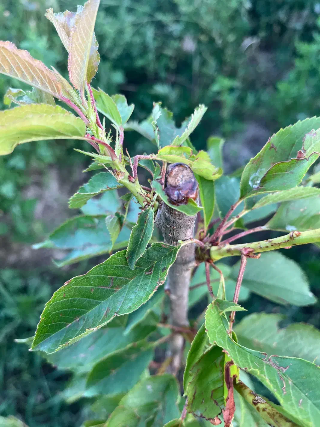 روستای قرخ یاشار باغ ۱۵ساله ۵۰۰۰متری ۶۵۰تومن